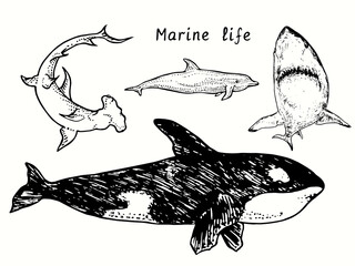 Marine life collection, Great Hummerhead shark, Orca, Bottlenose dolphin, Great white shark Carcharodon carcharias . Ink black and white doodle drawing in woodcut  style illustration - obrazy, fototapety, plakaty