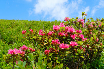 Rostblättrige Alpenrose (Rhododendron ferrugineum), Allgäuer Alpen, Kleinwalsertal, Österreich, Europa
