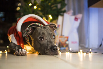 Pit bull dog in front of the Christmas tree, with the balls and lights on and some gifts. Waiting...