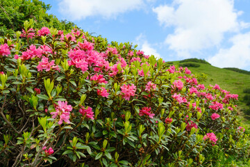 Fototapeta na wymiar Rostblättrige Alpenrose (Rhododendron ferrugineum), Allgäuer Alpen, Kleinwalsertal, Österreich, Europa