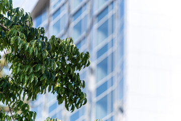 Tree branches on the background of the house