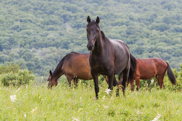 A horse looks into the frame with two more horses in the background. A pasture in the mountains among green grass. The concept of cattle breeding.