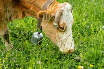 Close-up of a brown and white cow's head eating grass. A pasture in the mountains. The concept of...