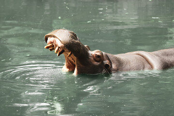 Big hippopotamus swimming in pond at zoo