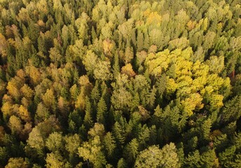 Autumn forest. Photo from the drone. Top view