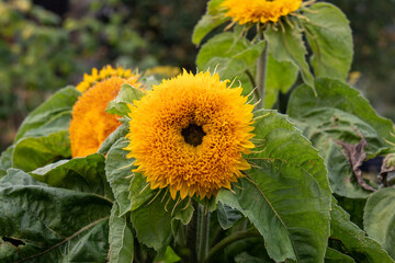 Decorative sunflower in the garden. Decorative sunflower Teddy Bear.