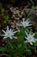 エーデルワイス