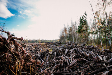 Heaps of snags and stumps after deforestation