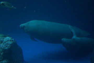 Obraz premium 水族館で泳ぐ魚
