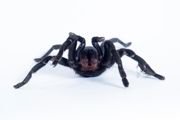 black talantula spider in thailand on white background