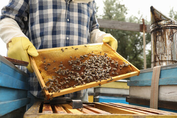 Beekeeper with hive frame at apiary, closeup. Harvesting honey
