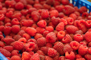 Crop of delicious raspberry berries from Kopaonik in Serbia