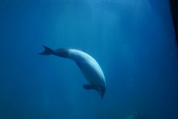 Obraz premium 水族館で泳ぐ魚