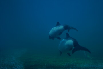 水族館で泳ぐ魚