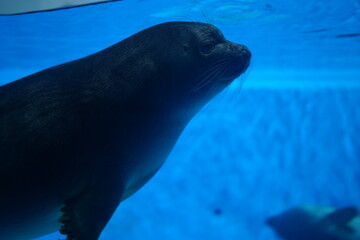 Fototapeta premium 水族館で泳ぐ魚