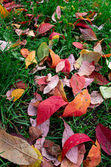 red and green leaf