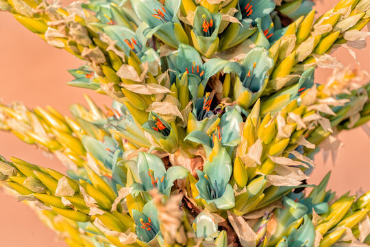 wild plant Puya chilensis, Chagual, close up, blossom