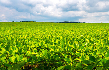 Fototapeta na wymiar Endless field with soybeans. Eco friendly agriculture modern ideas. Harvesting. Soya bean sprout growing on an industrial scale. Summer landscape, Wallpaper with the blue sky.