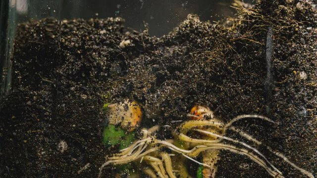 Time Lapse: A bean grain sprouting roots in the ground. Newborn seed growing in an agricultural greenhouse. Garden eco-food microgreens. Underground macro view of the hypogeal behind glass, evolution