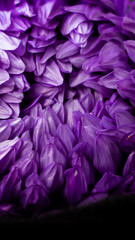 purple flower on black background