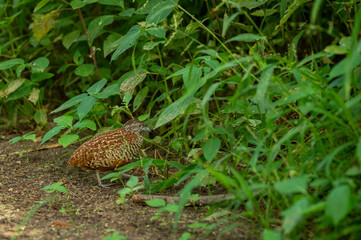 Barred buttonquail or Turnix suscitator or common bustard-quail portrait in natural green monsoon season at forest of india