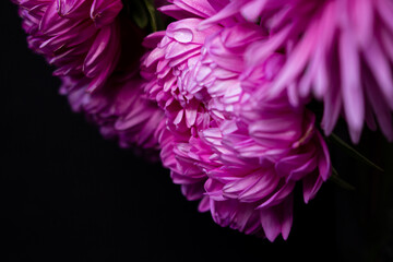 purple flower on black background