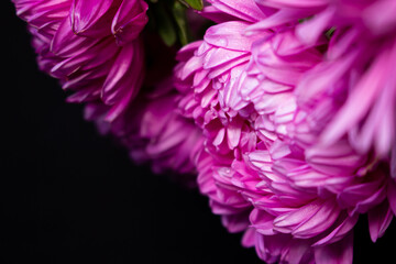 purple flower on black background