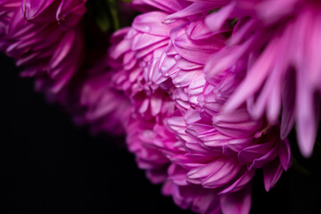 purple flower on black background