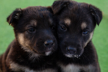 two black mongrel puppies look at the camera 