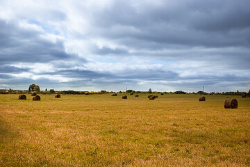 Fototapeta na wymiar cows on a field
