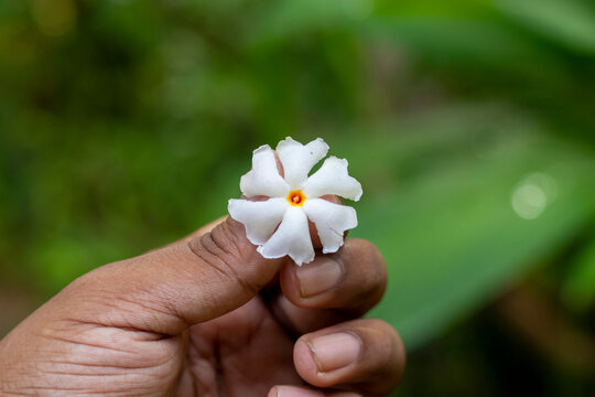 Night-flowering jasmine, Shiuli flower