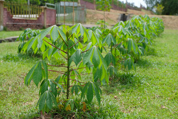 Cassava plant or locally known as pokok ubi kayu. The leaves and the tuber are used as food....
