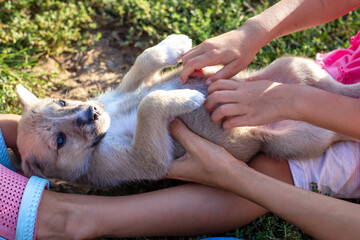 white mongrel puppy with children hand