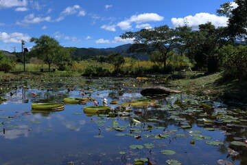 星ヶ丘公園　池に咲く花を眺める　秋　（高知県　三原村）