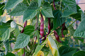 Runner beans purple pods