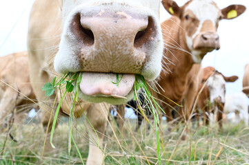 cows outdoors in big field near Orebro Sweden
