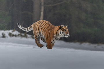 Siberian Tiger running in snow. Beautiful, dynamic and powerful photo of this majestic animal. Set in environment typical for this amazing animal. Birches and meadows