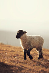 Fototapeta premium Cute little lambs gazing on meadows. 