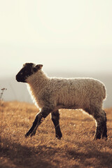 Cute little lambs gazing on meadows. 
