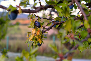 Autumn fruit garden full of ripe plums  on Frushka Gora mountain in Serbia