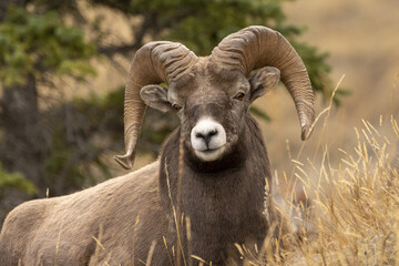 Portrait view of Bighorn sheep lying in the field