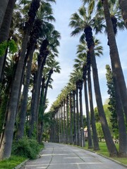 Obraz premium palm trees in the park