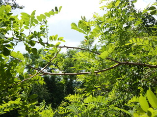 RIVER TREE