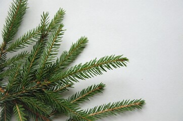 spruce branches on a white background flat layout with a place to record