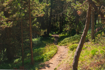 Paisaje de naturaleza con flores silvestres