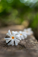 Night-flowering jasmine, Shiuli flower