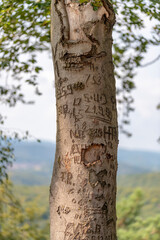 Tree trunk of a beech tree with scratched graffiti against a light, hilly background