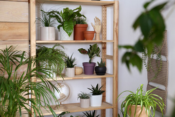 Beautiful houseplants and decor on shelving unit near light wall. Interior design