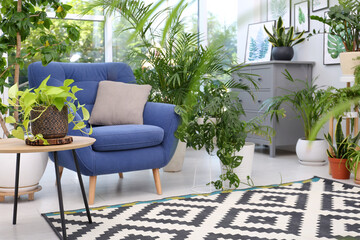 Comfortable armchair and beautiful houseplants in room. Lounge area interior