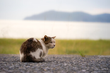 猫